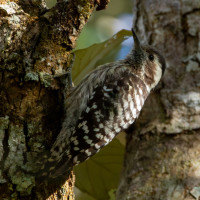 Grey-capped Pygmy Woodpecker